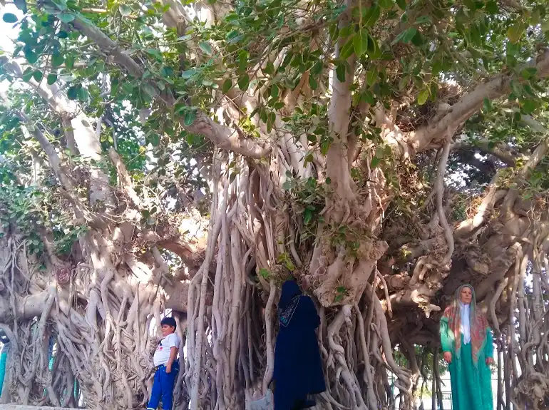 درخت سبز