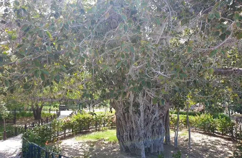 درخت سبز