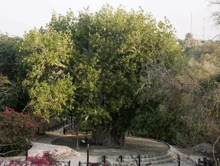 درخت سبز