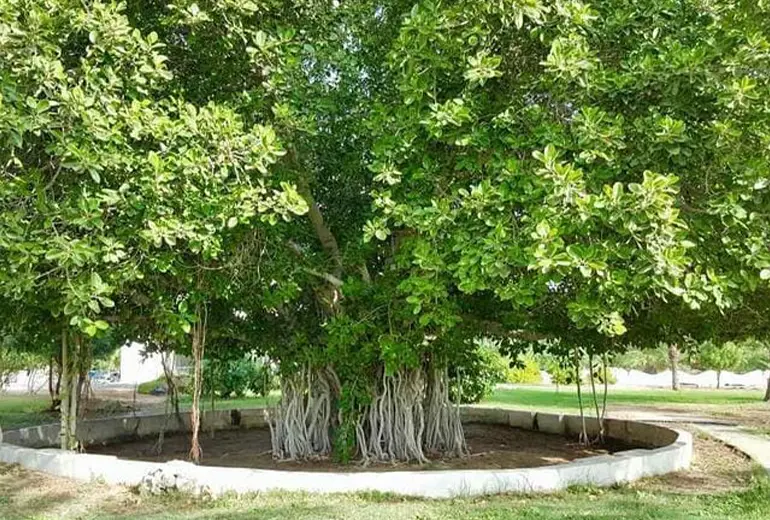 درخت سبز