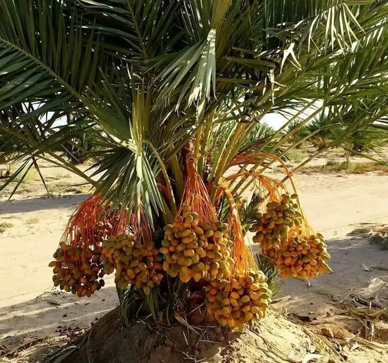 خرما از سوغات کیش خرما از سوغات جزیره کیش